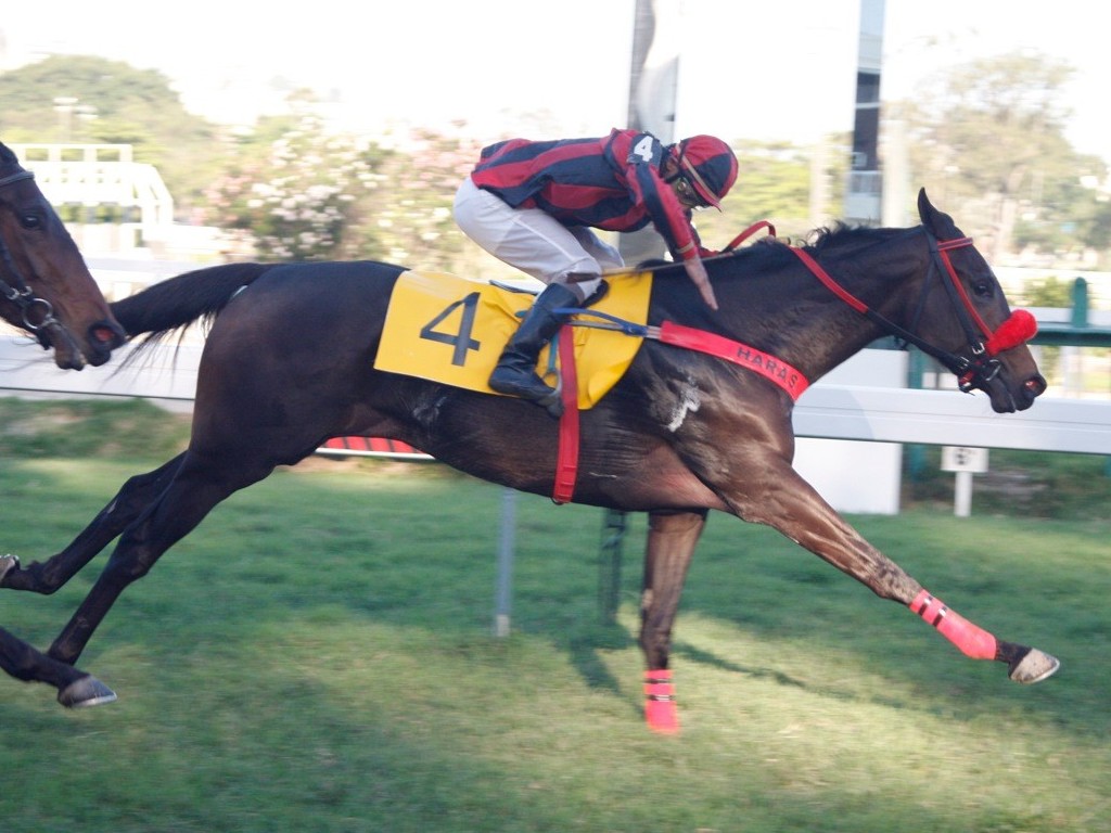 Foto: Especial Leilão da Criação Nacional: Haras Regina