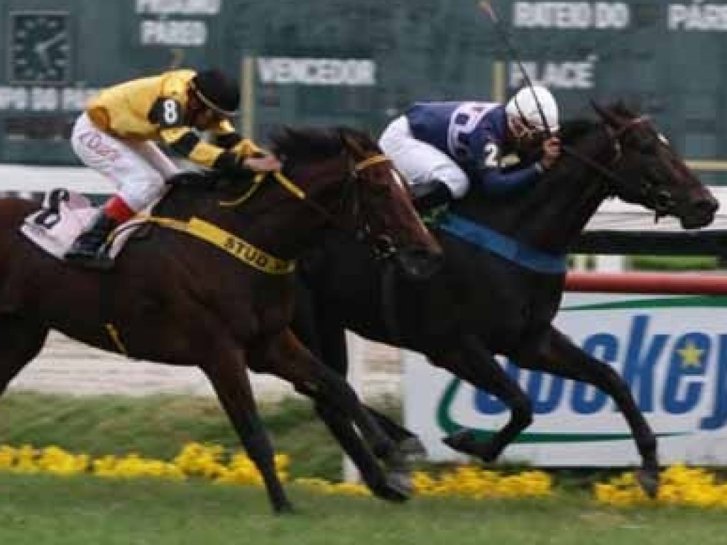 Foto: Especial Leilão da Criação Nacional: Haras LLC