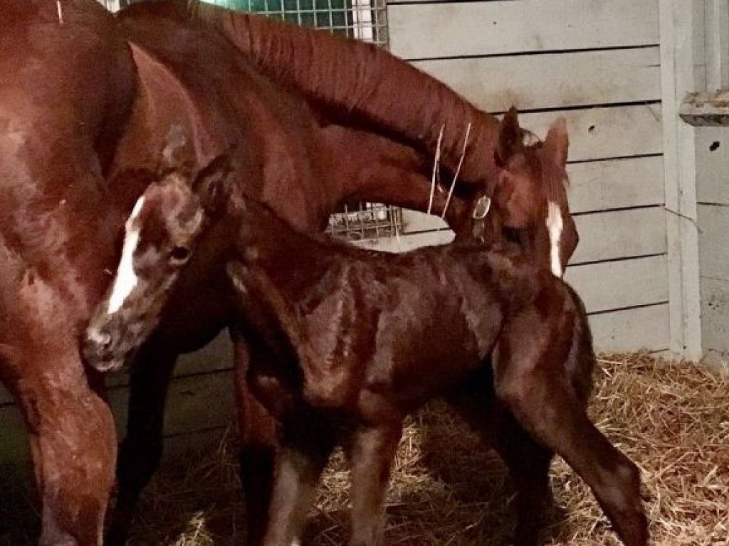 Foto: Criação: mãe de California Chrome dá a luz a um filho de Tapit