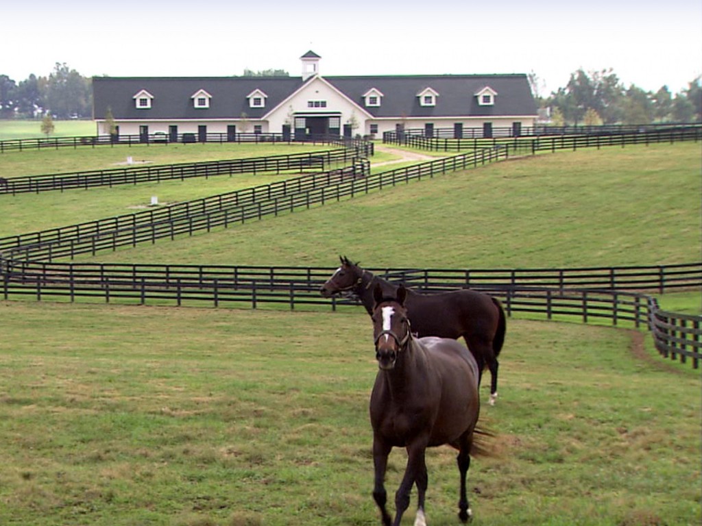 Foto: Projeto de lei que equipara cavalos a gado é aprovado no Kentucky
