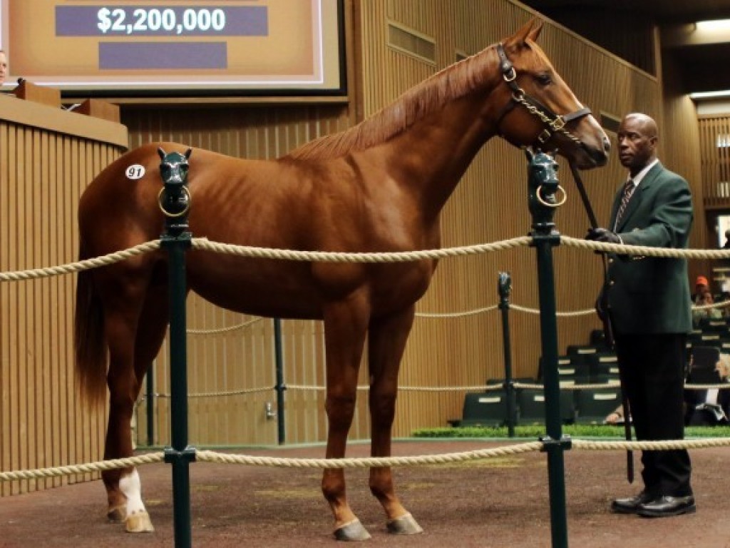 Foto: Mercado: em Keeneland, Godolphin arremata filho de American Pharoah por US$ 2,2 milhões