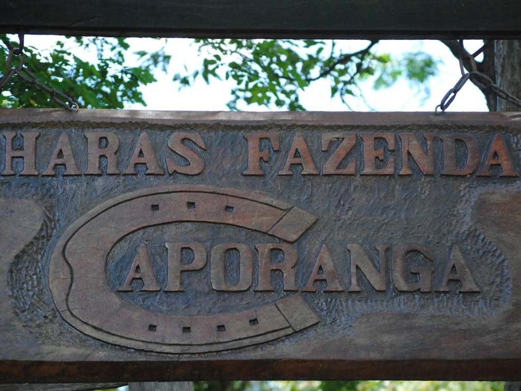 Foto: Especial Leilão da Criação Nacional: Haras Fazenda Caporanga