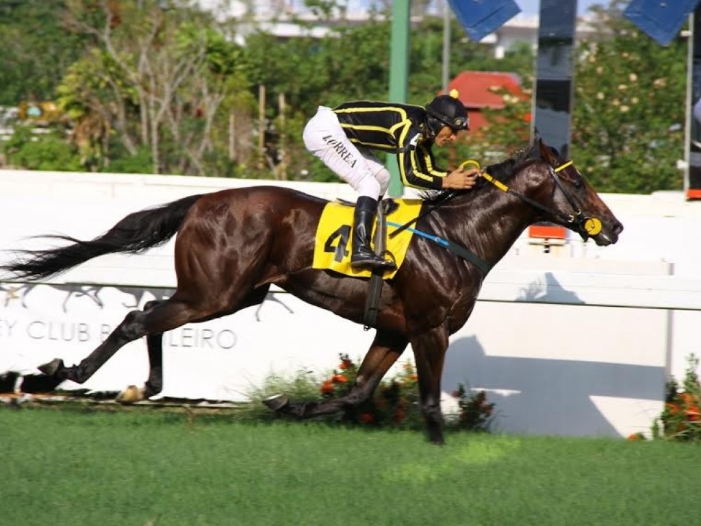 Foto: Invicto e poderoso: Thunder Cat vence mais uma no quilômetro