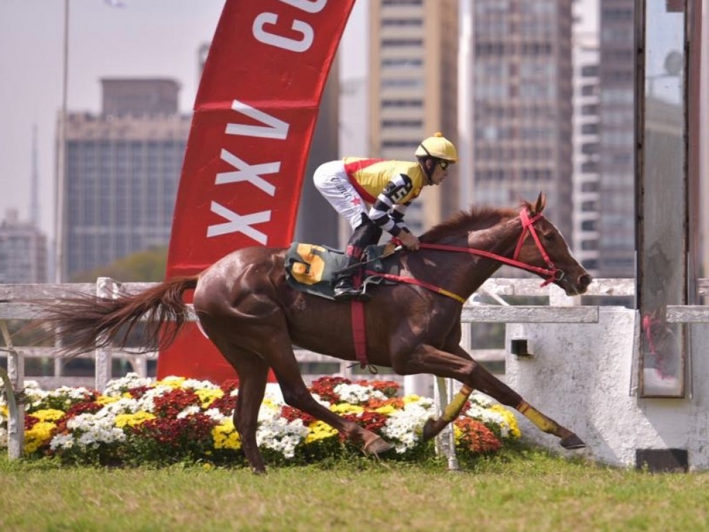 Foto: Noblesse You carimba ida ao GP Jockey Club de São Paulo