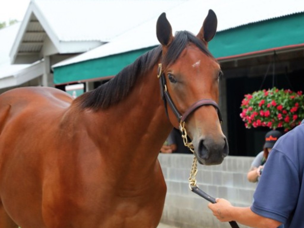 Foto: Leiloada por US$ 8,2 milhões, potranca torna-se a mais “cara” da história de Keeneland