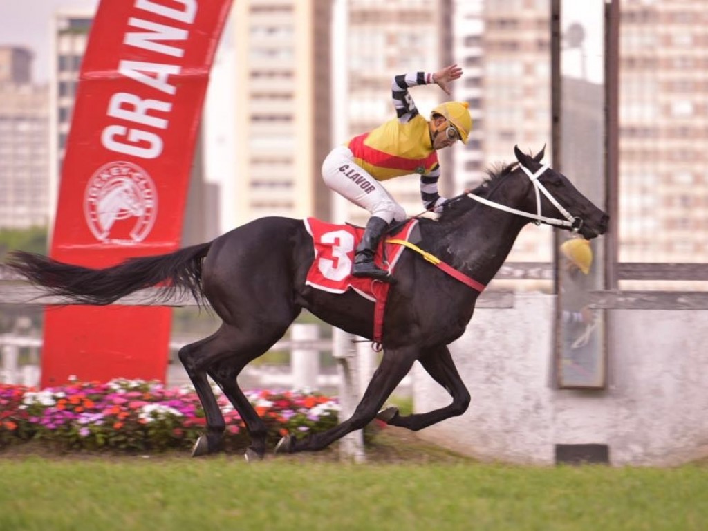 Foto: Não Da Mais comanda dobrada do Haras Phillipson no Derby Paulista – Grupo Abril