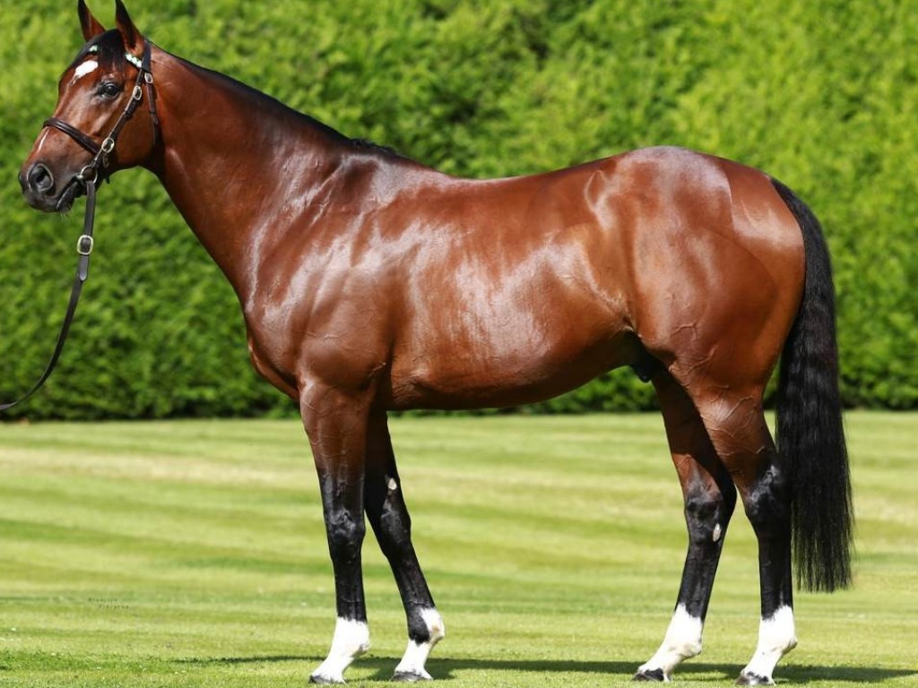 Foto: Primeiro produto de Frankel na Argentina debutará domingo em San Isidro