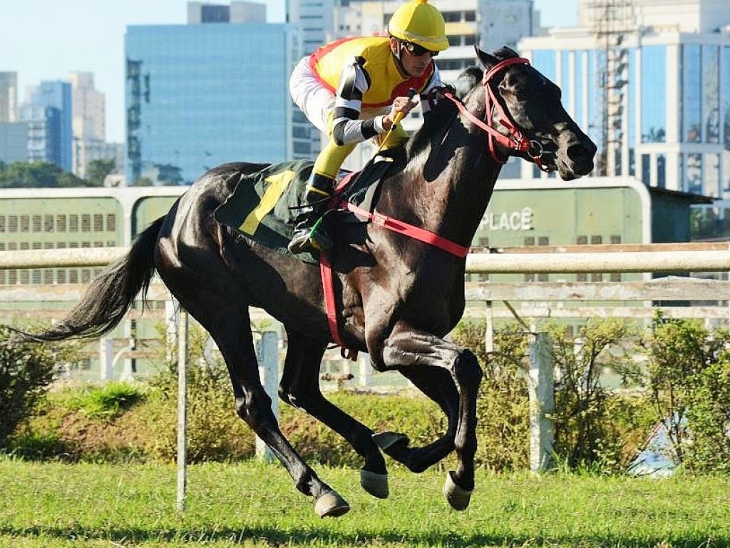 Foto: Pedigree & Black Type: os Ganhadores Clássicos no Brasil - 16ª Edição