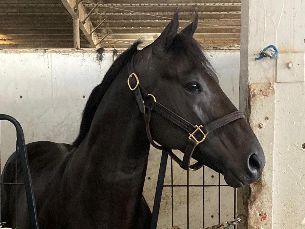 Foto: Ivar encara “seleção europeia” na Breeders’ Cup Mile (G1)