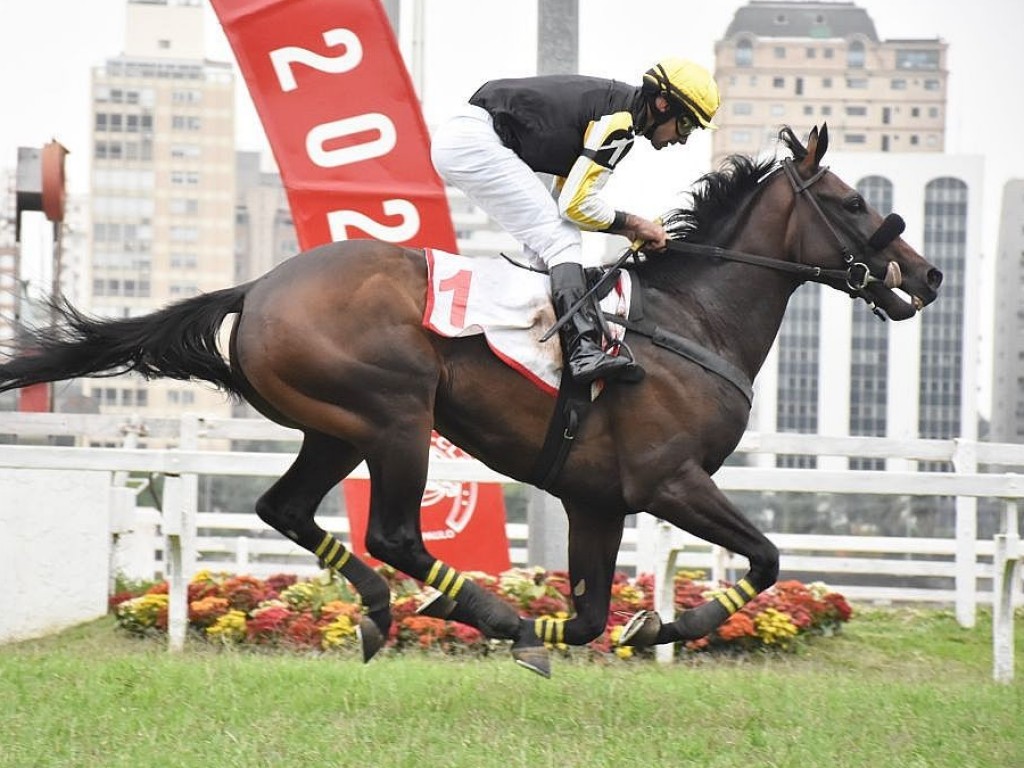 Foto: Own Them: um incrível ganhador do GP Derby Paulista (G1)