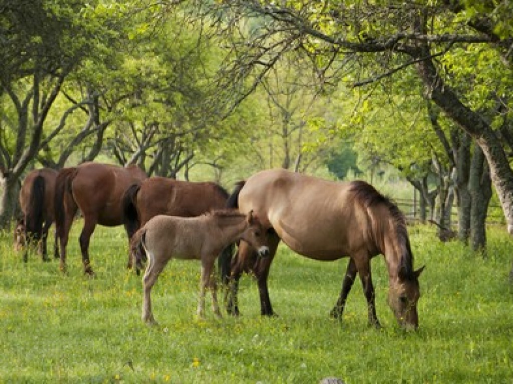 Foto: Estudo analisa impacto da dominância na alimentação animal, em grupo