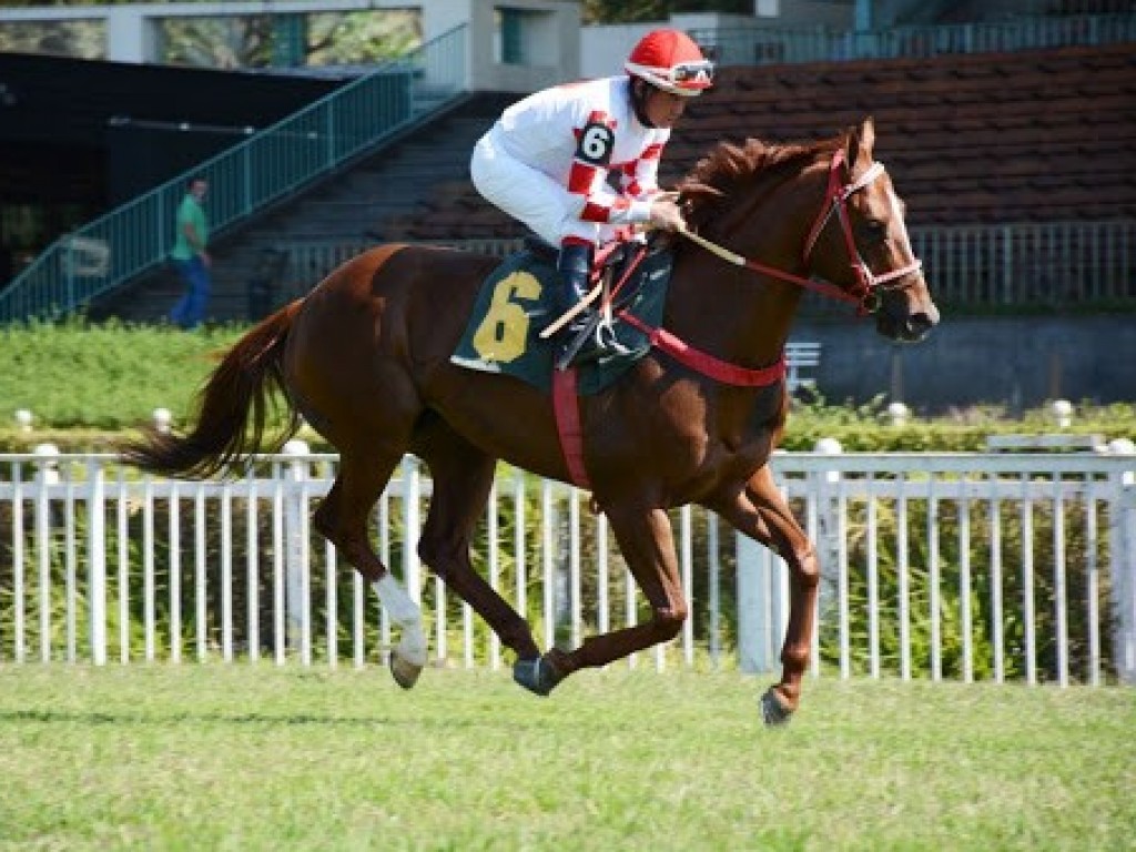 Foto: Pedigree & Black Type: os Ganhadores Clássicos no Brasil - 23ª Edição