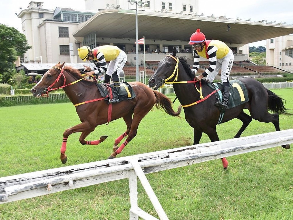 Foto: Noblesse You comanda dobrada do Haras Phillipson no GP Consagração (G3)