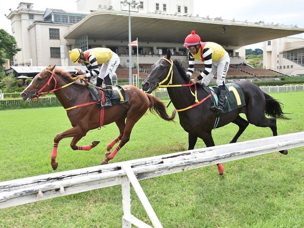 Foto: Pedigree & Black Type: os Ganhadores Clássicos no Brasil - 25ª Edição