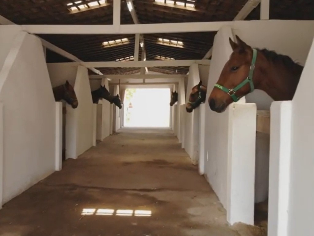 Foto: Com sede em Pernambuco, Haras Depiguá é tema do programa Falando de Turfe