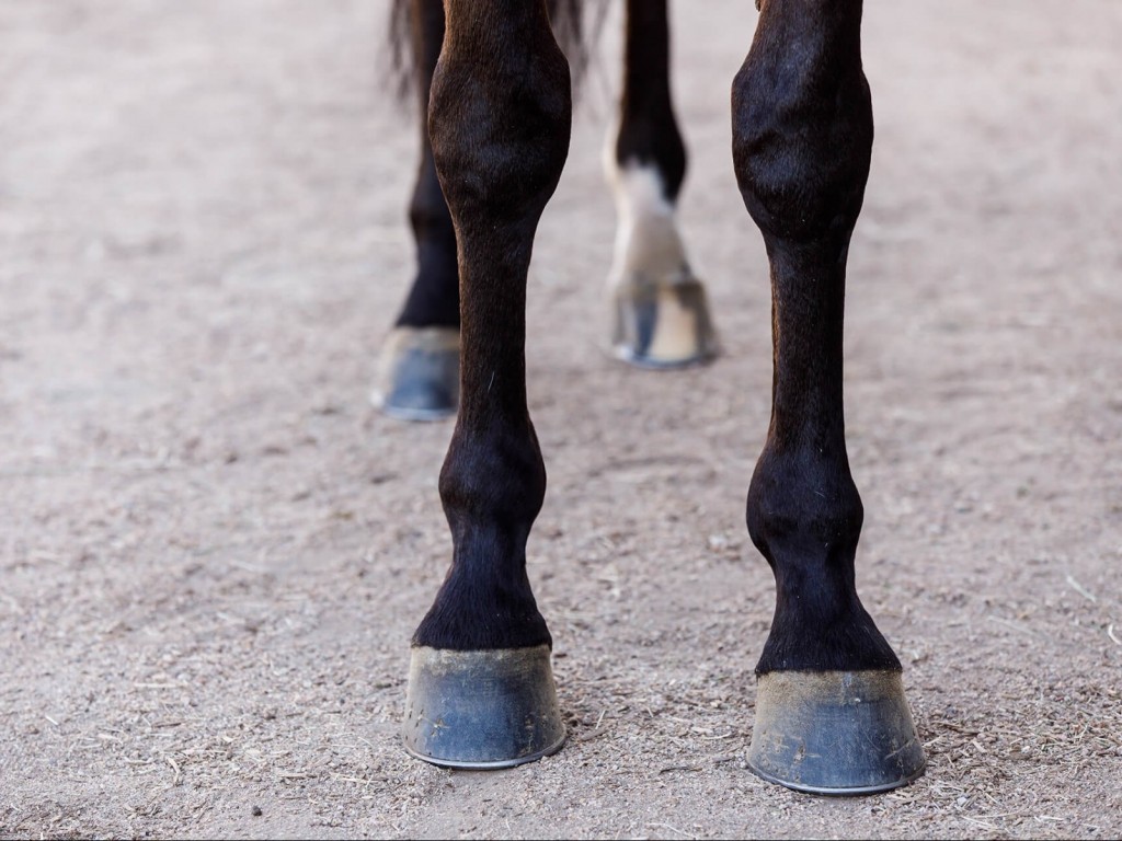 Foto: Saúde animal: palestra gratuita sobre síndrome navicular será ministrada no domingo