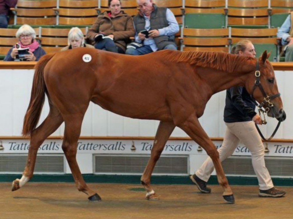 Foto: Mercado: Tattersalls mantém pujança no livro 1 do October Yearling Sale