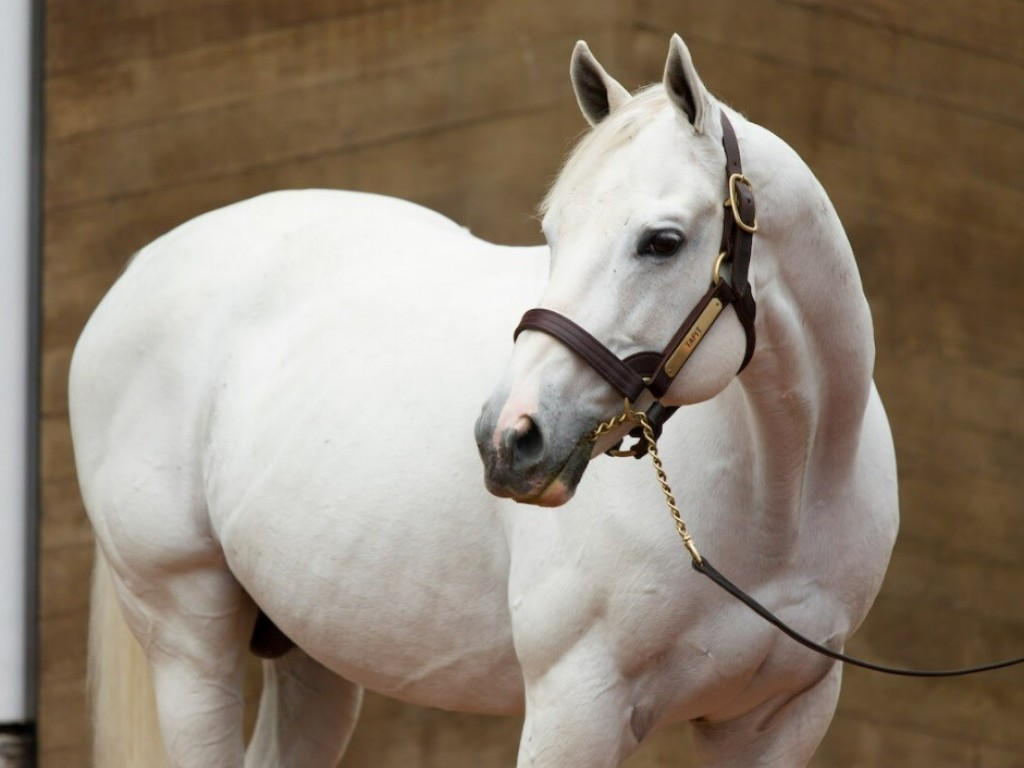 Foto: Com Subconscious, Tapit chega à marca de 150 ganhadores black type