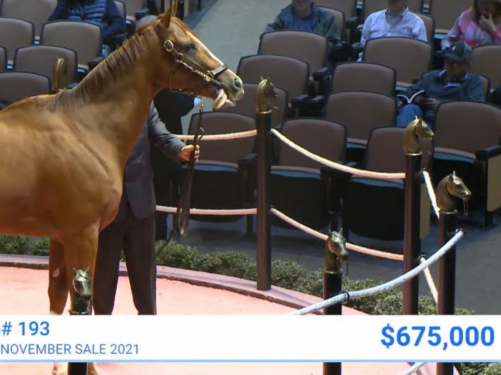 Foto: Jolie Olímpica alcança US$ 675 mil no Fasig-Tipton