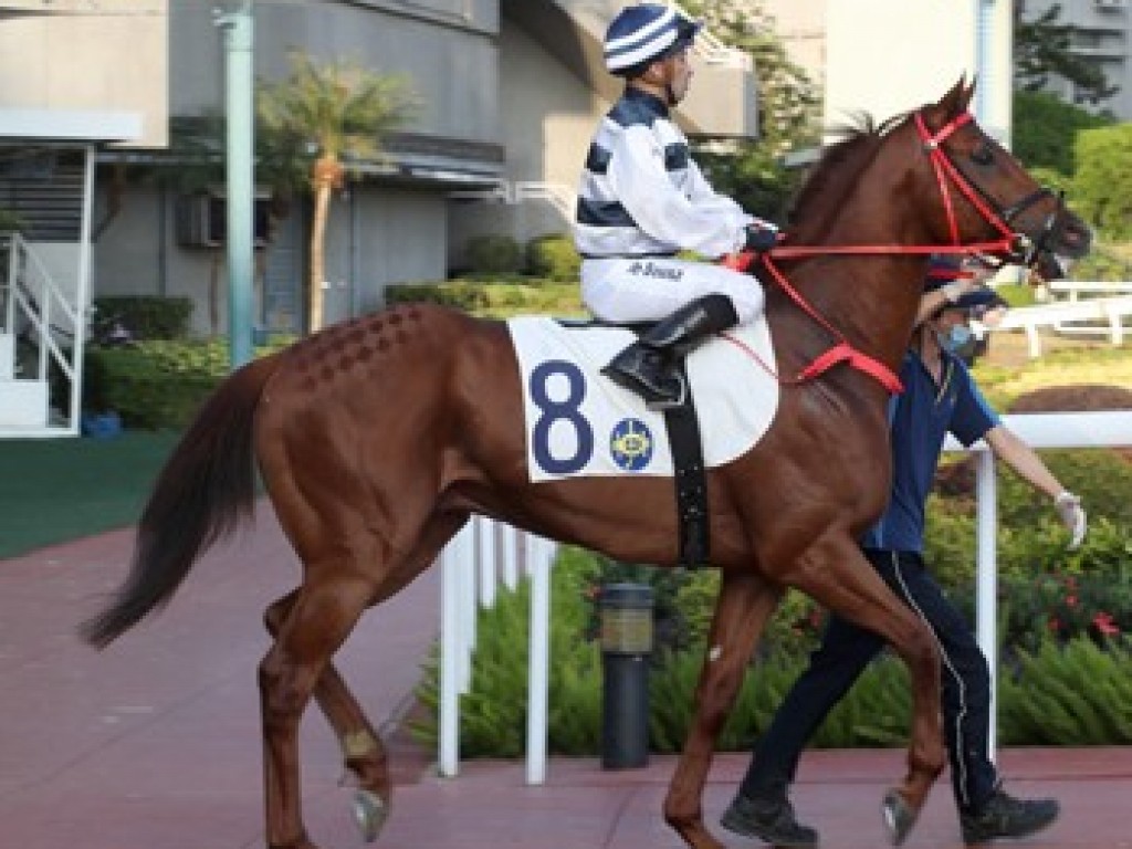 Foto: Hong Kong: Halston encara Pyledriver e Mogul no Hong Kong Vase (G1)