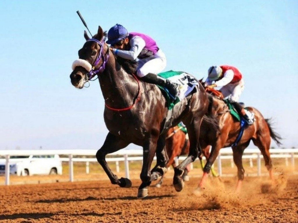 Foto: Dothraki, criado no Brasil pelo Haras Meu Velho, estreia com vitória em Oman