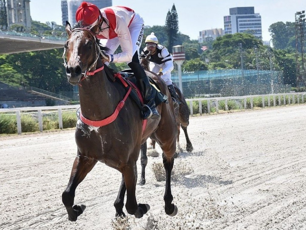 Foto: Gold Tiger larga e acaba na Prova Especial Soberbo