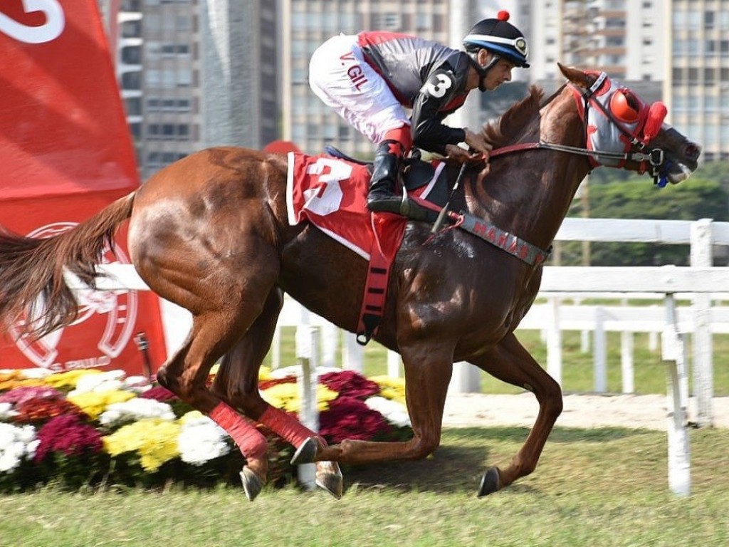 Foto: Oriana do Iguassu brinda turfistas com vitória de craque no GP ABCPCC (G1)