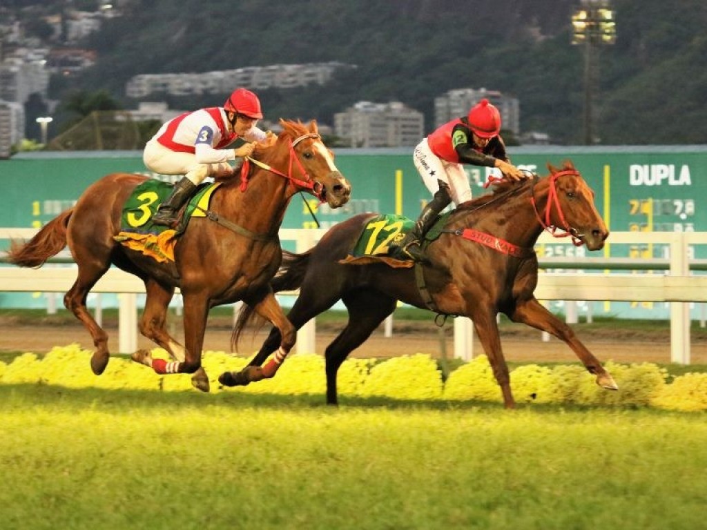 Foto: Nautilus já está na cocheira de Paulo Henrique Lobo para participar da Breeders’ Cup