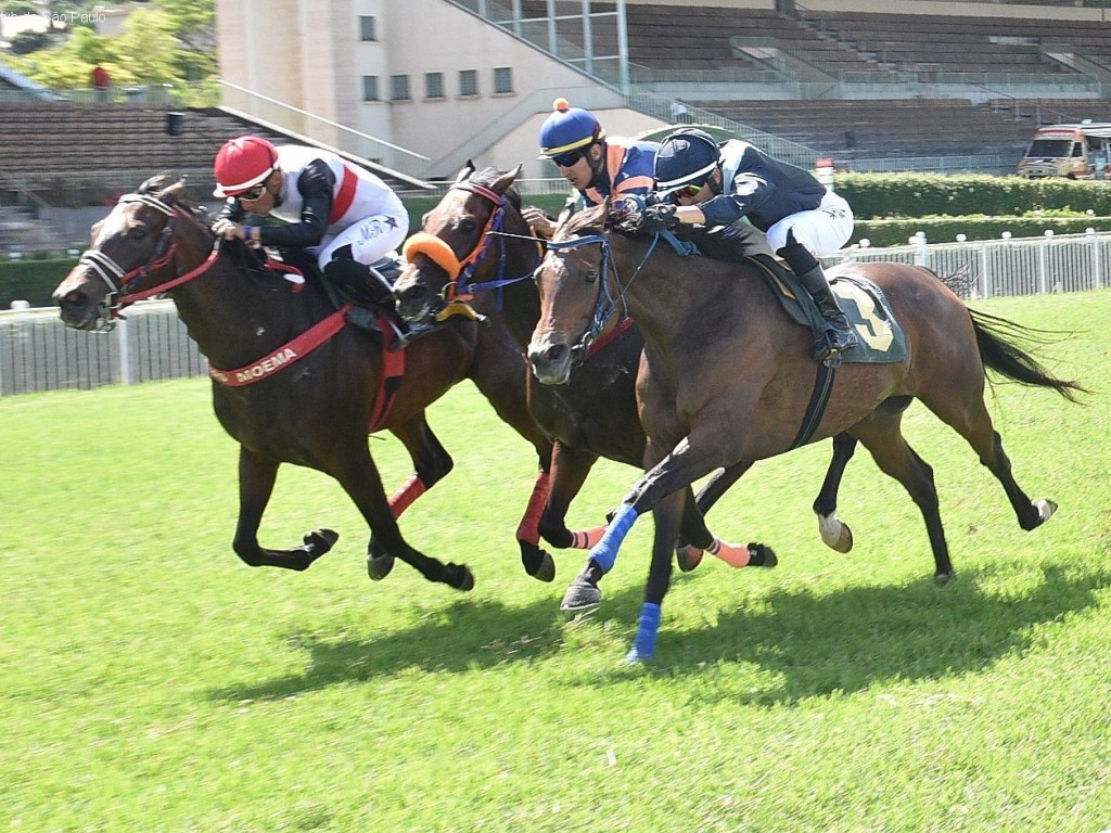 Foto: Royal Lady atropela com sucesso na PE Francisco Giobbi