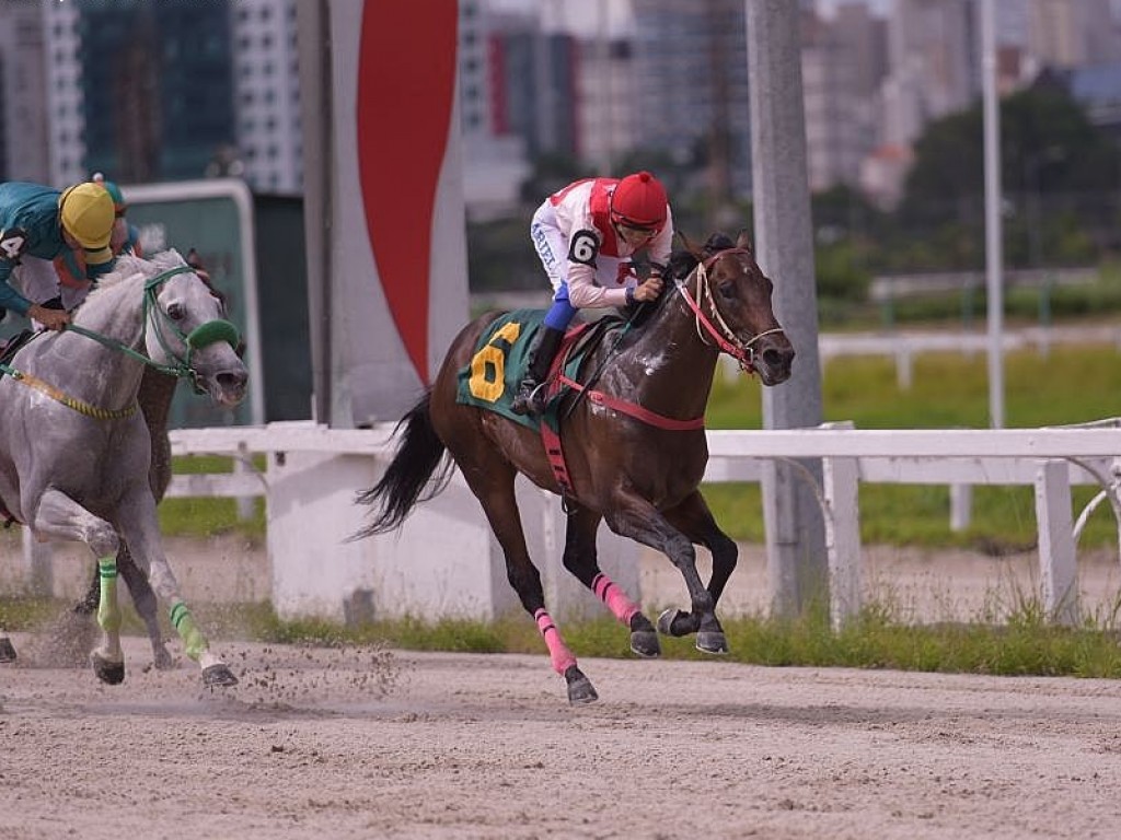 Foto: Gold Tiger larga e acaba na Prova Especial Alexandre Rodolpho Smith de Vasconcellos