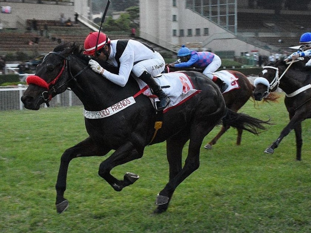 Foto: A “cereja do bolo”: último G1 da tarde, Taça de Prata dos potros apresenta lote numeroso e qualificado