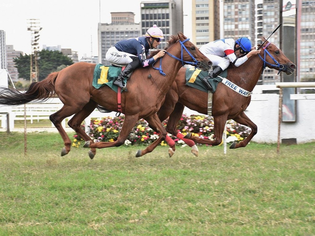 Foto: No aumento da distancia, Zilhão Dolar vence prova especial