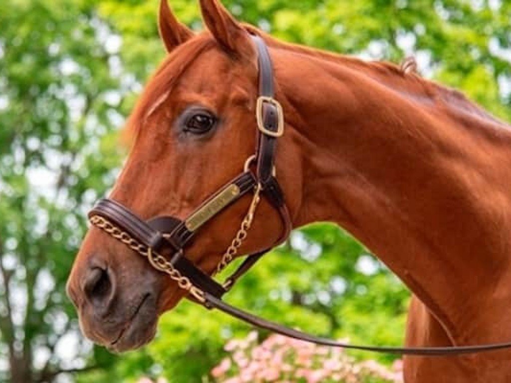 Foto: Point Given morre, aos 25 anos, nos Estados Unidos