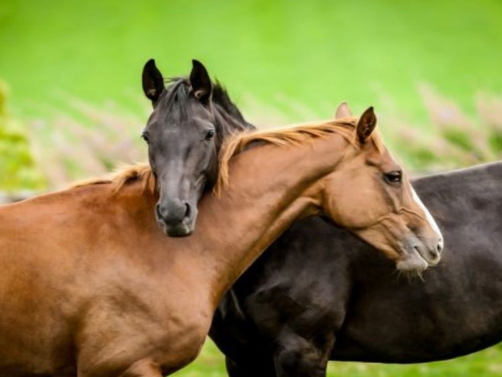 Foto: IFAR terá webinar sobre mudança de práticas e hábitos necessária ao bem-estar equino