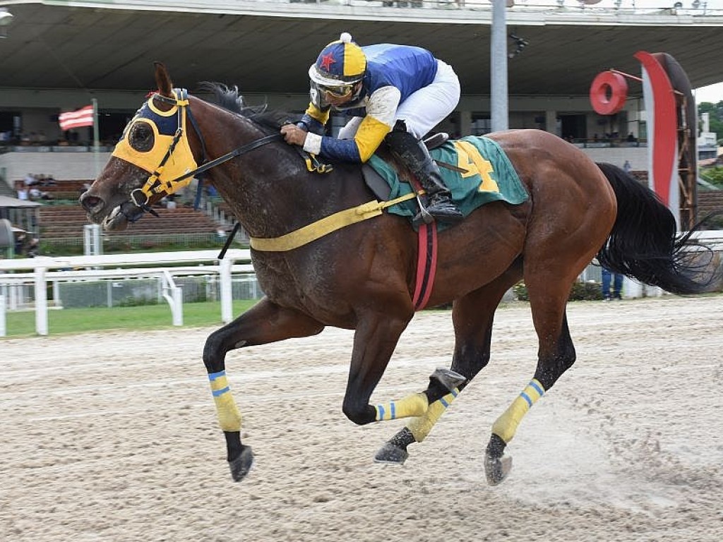 Foto: Dashing Court, " o cavalo de ferro", vence a Prova Especial 29 de Outubro