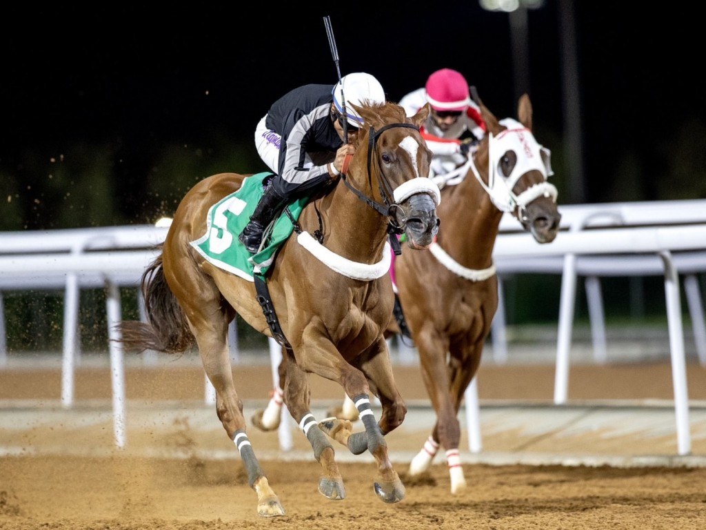 Foto: Filha da brasileira Juno, Shaqra'a Sultan vence a quarta na Arábia Saudita