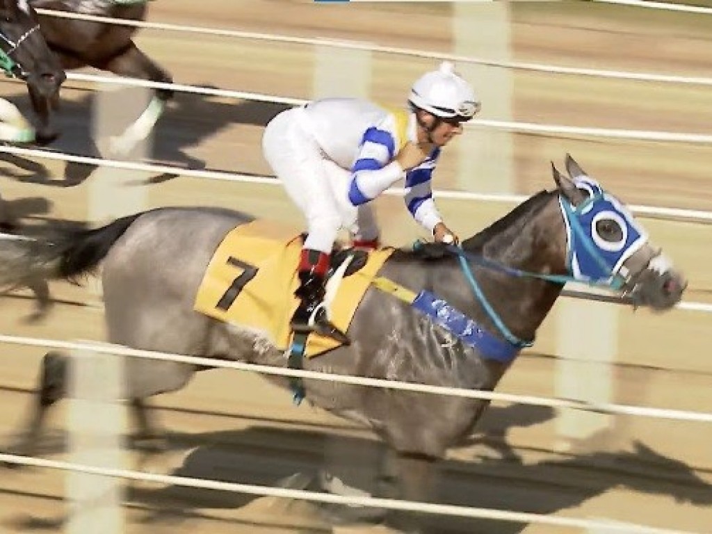 Foto: Feiticeira Dollar é a campeã do GP Turfe Gaúcho - Bettson 2024