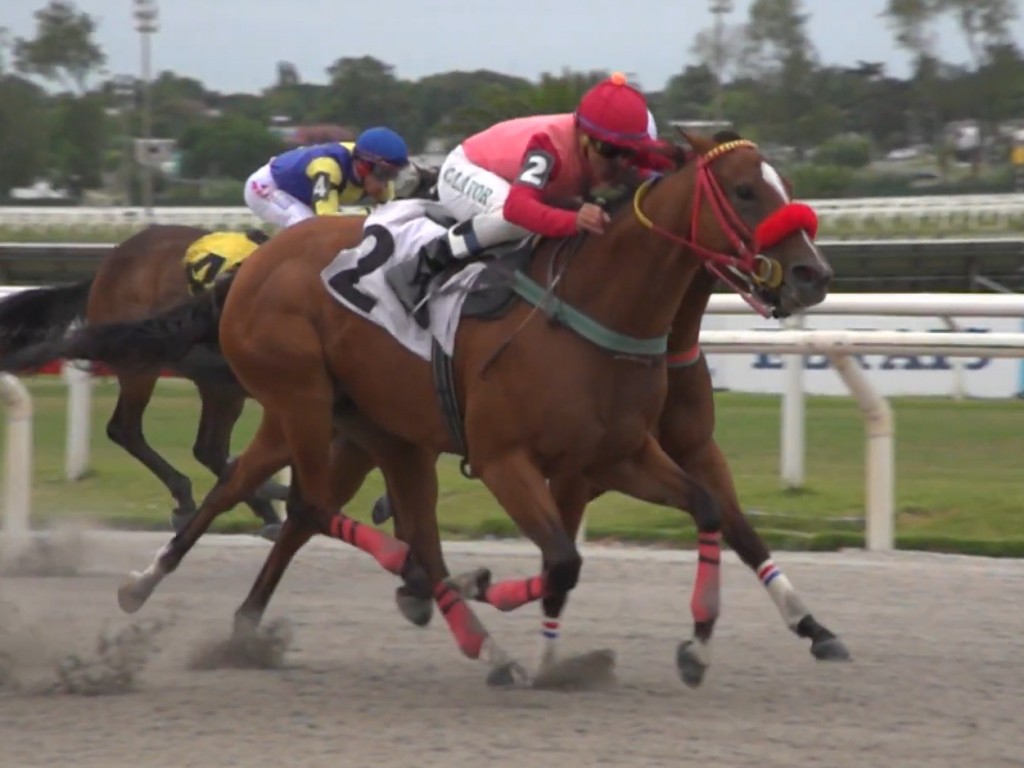 Foto: Original Cash vence listed para o Stud Red Rafa, em Maroñas