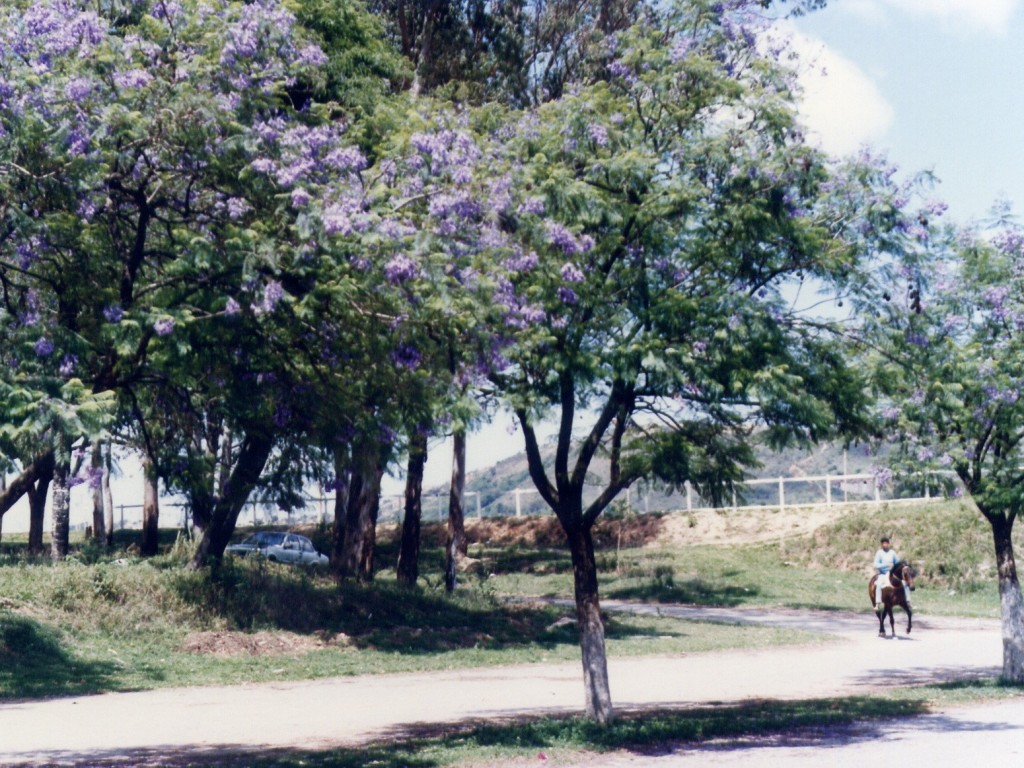 Foto: O Hipódromo de Serra Verde e a implantação de centros de treinamento, por Márcio de Ávila Rodrigues