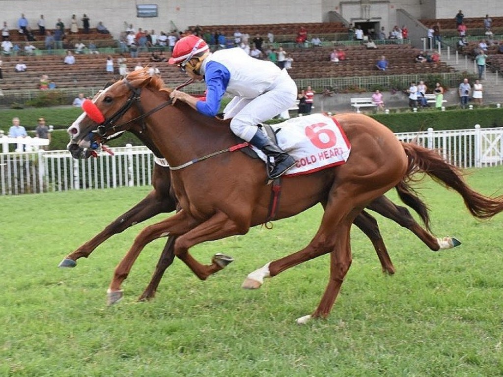 Foto: Campeão do Derby Paulista, Cold Heart reaparece em teste para o GP São Paulo (G1)