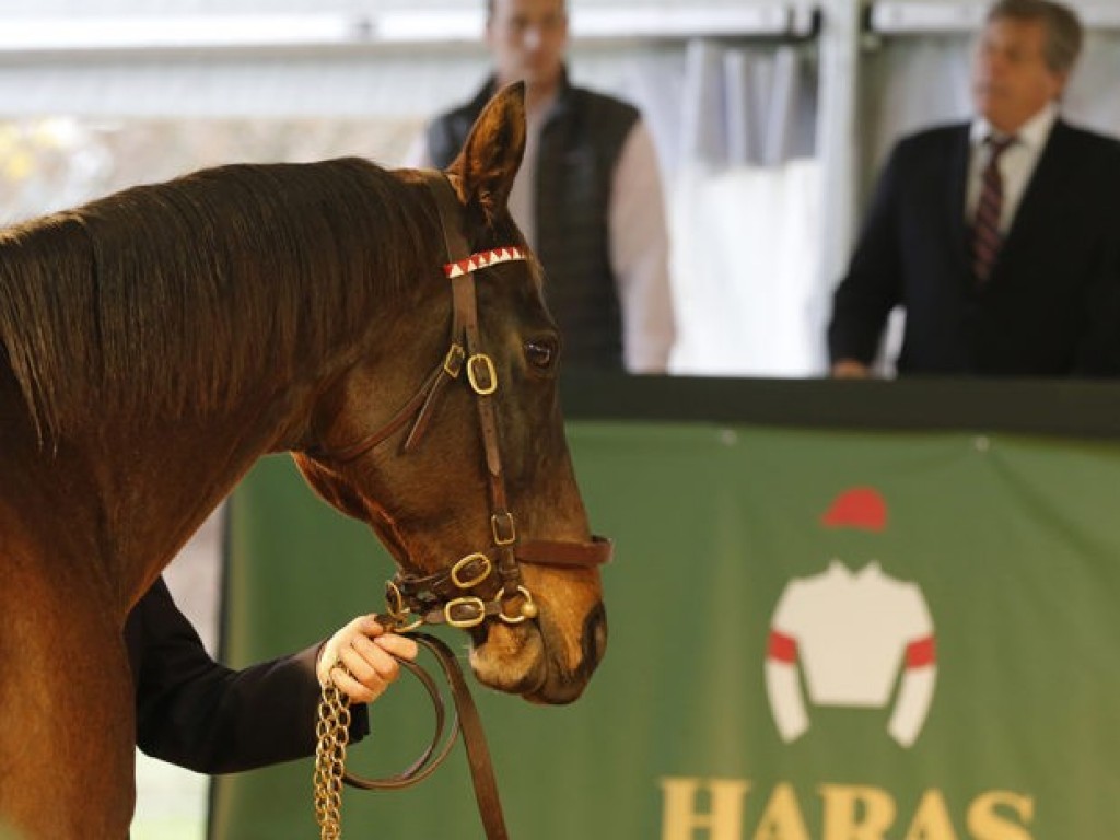 Foto: Mercado: leilão de potros do Haras La Quebrada ultrapassa os 14 milhões de pesos
