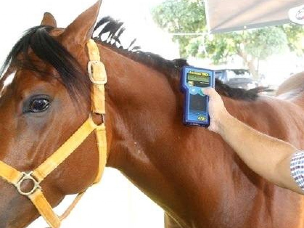 Foto: Processo de certificação do PSI: os passos necessários ao registro do cavalo