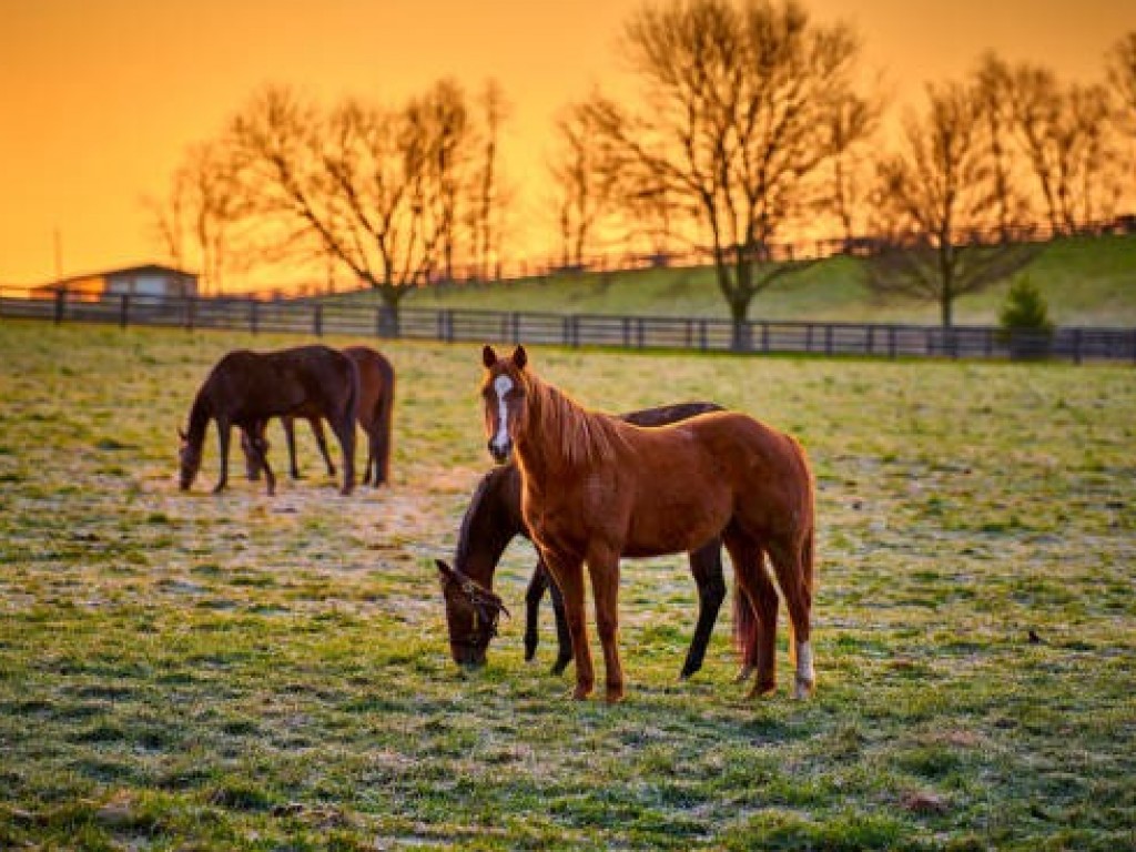 Foto: As famílias de Bruce Lowe e a transformação genética do PSI moderno, por Francisco Lança