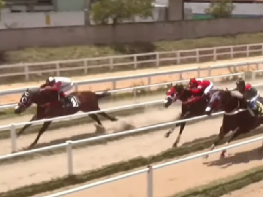 Foto: Nos &uacute;ltimos gal&otilde;es de 2025, um PSI derrota animais Quarto de Milha, no Paran&aacute;