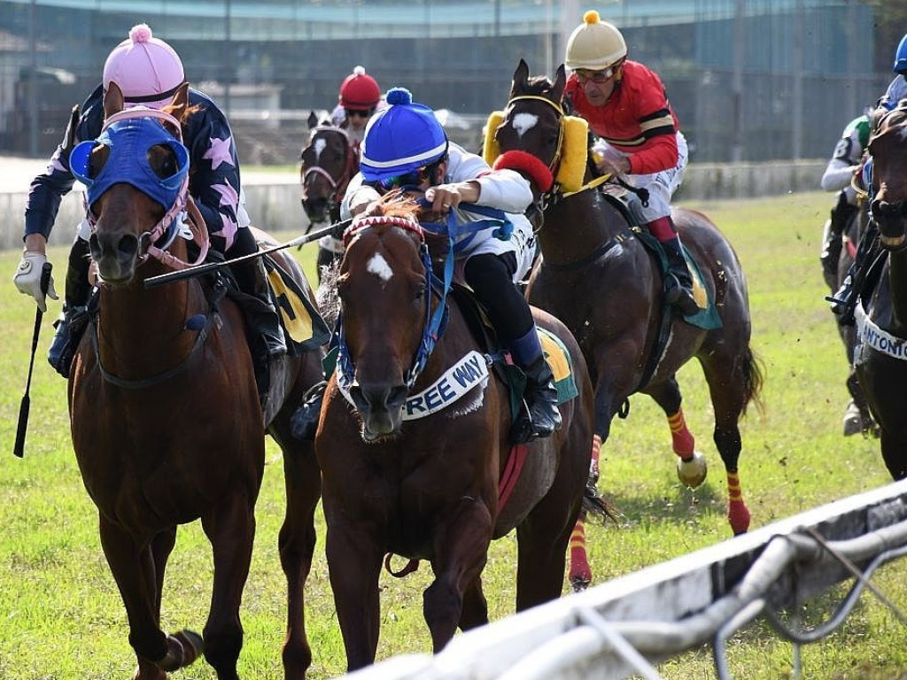 Foto: Zilh&atilde;o Dolar: reaparecimento de luxo no Handicap Especial Pitu da Guanabara