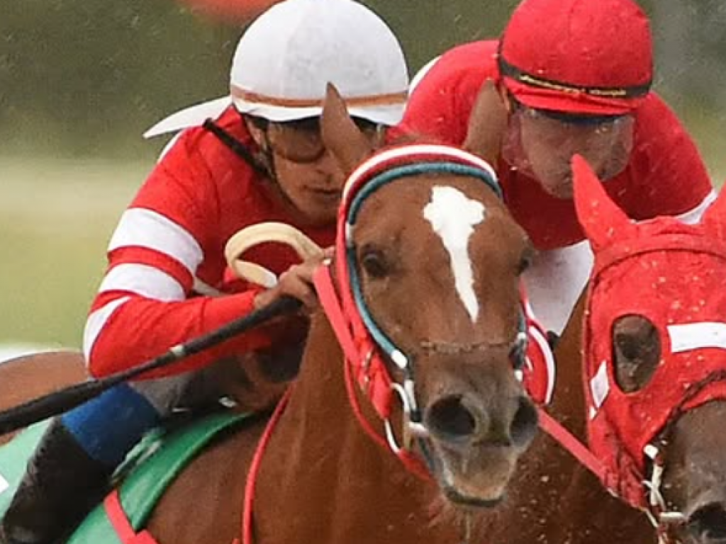 Foto: Jolie Lady comanda dobrada do Haras Erepor&atilde; no Cl&aacute;ssico Oswaldo Aranha