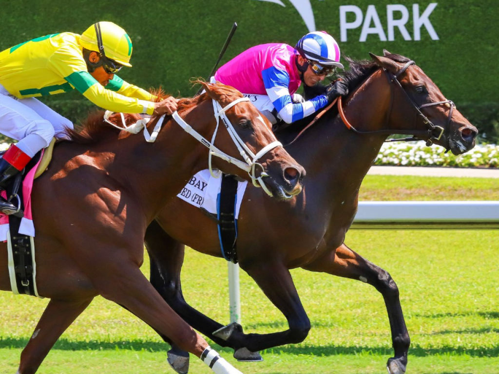 Foto: Em Gulfstream Park, neto de Notting Hill vence stakes de US$ 150 mil