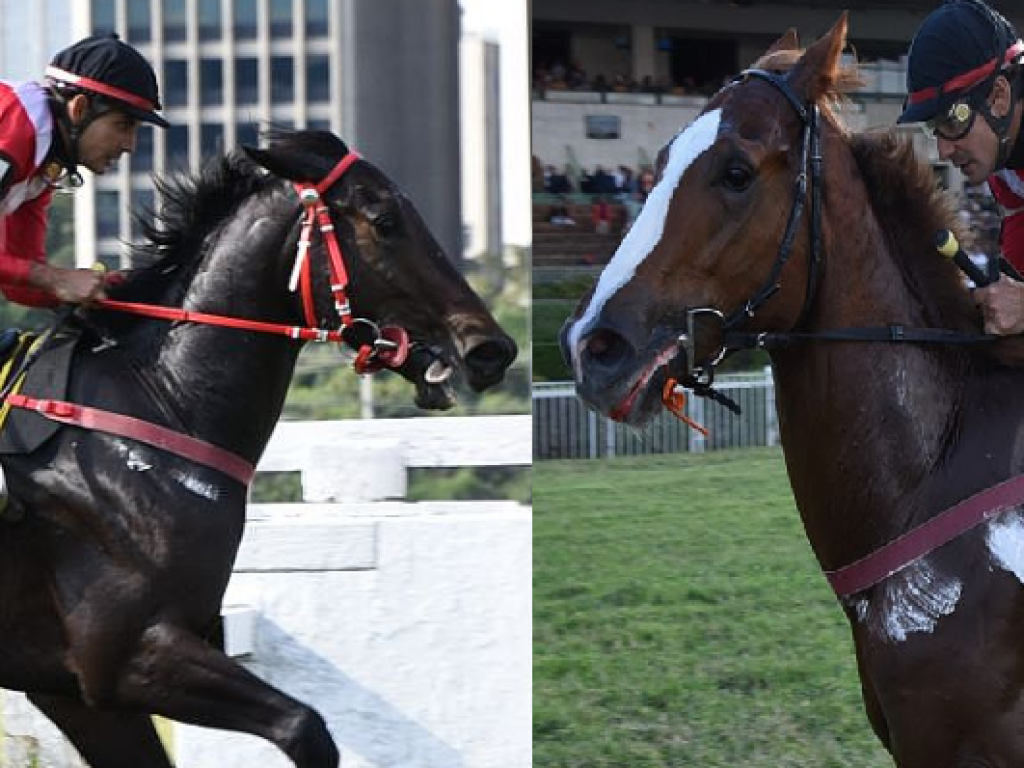Foto: Ville Black Hill e El Fantasma: Haras Legacy domina provas de in&eacute;dito, em S&atilde;o Paulo