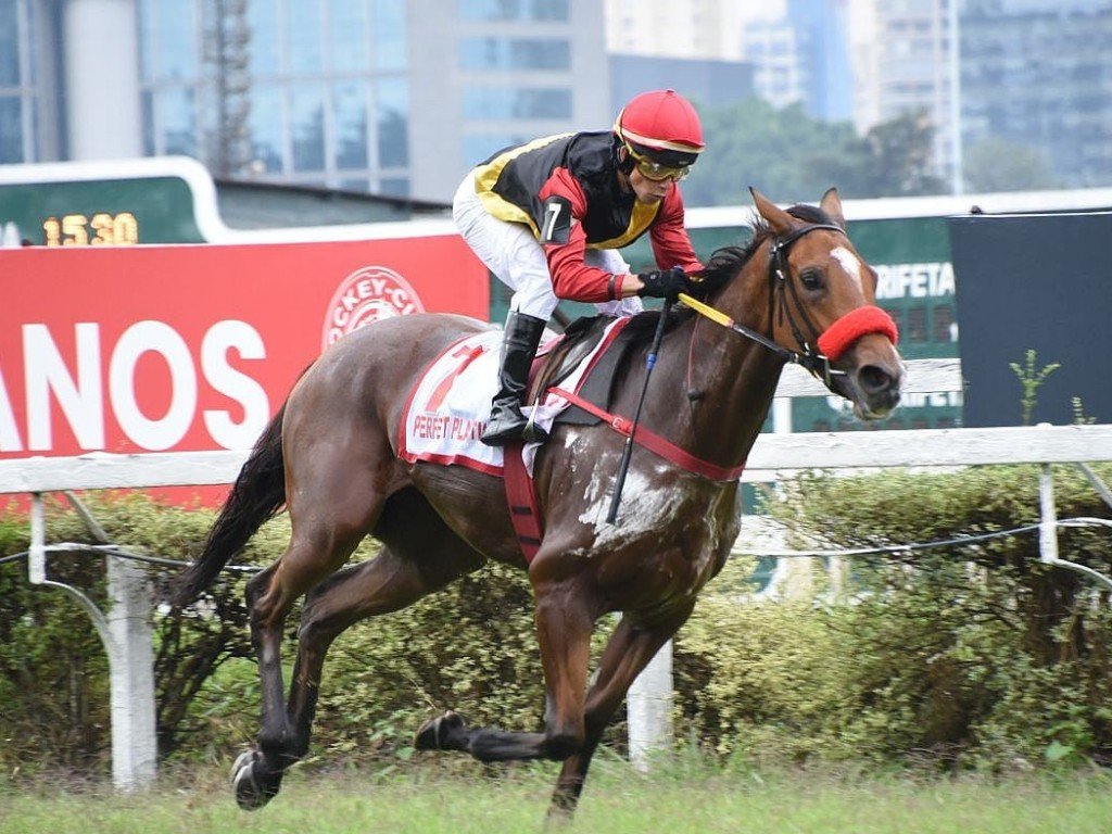 Foto: Perfect Plastic esbanja categoria na XXXII Copa Jap&atilde;o de Turfe (G3)