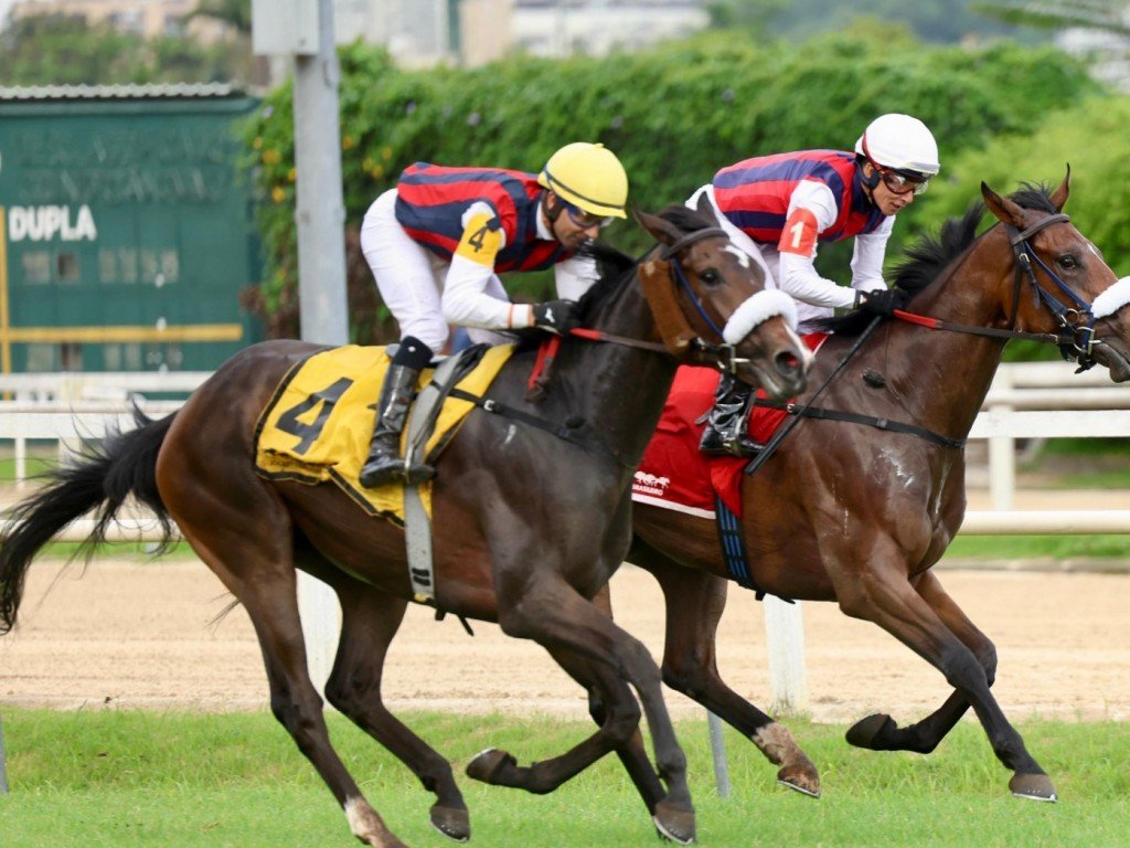 Foto: Peace Child lidera dobrada do Araras em listed race